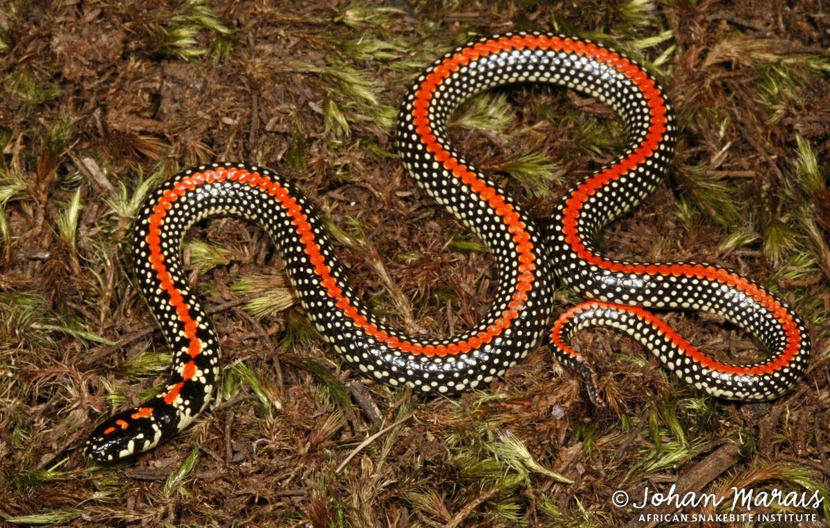 The Spotted Harlequin Snake