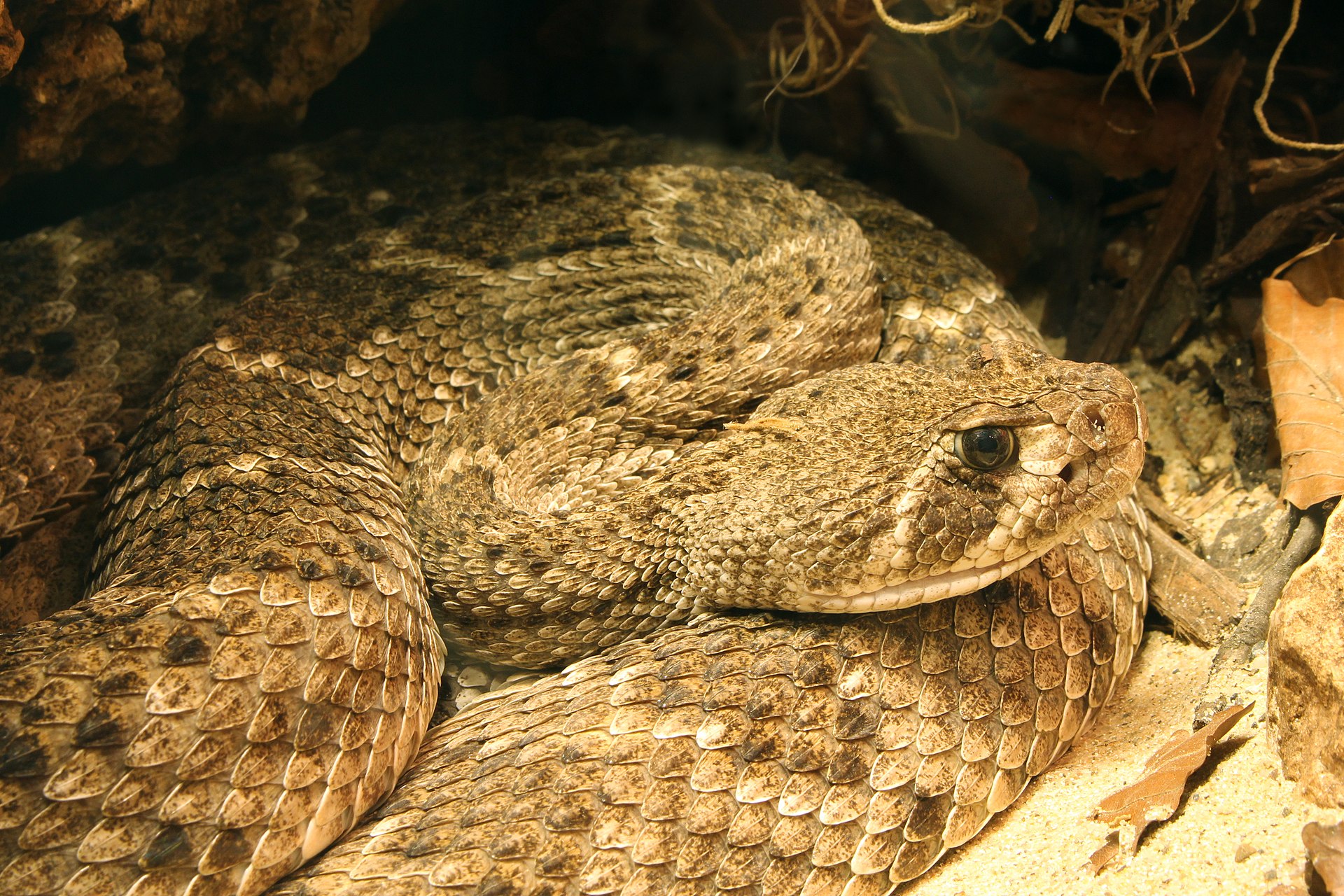 diamondback